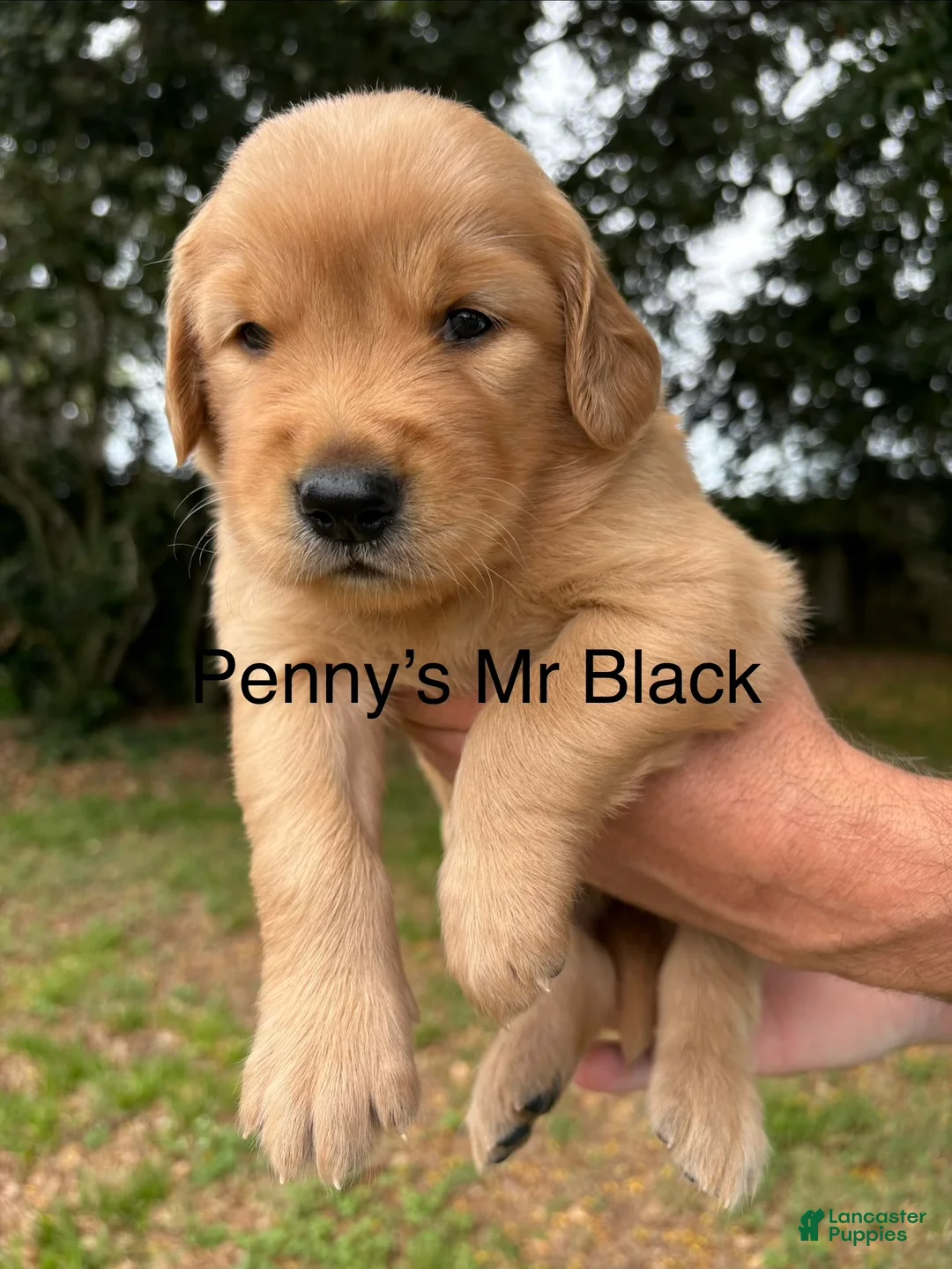 Golden Retriever dogs for sale: Penny’s Mr Black - Ad 5