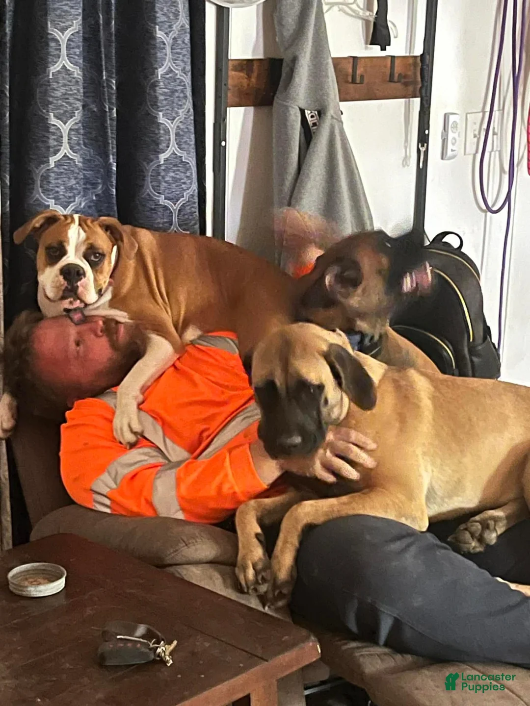 Mixed Breed dogs for sale: Yellow collar  - Ad 9