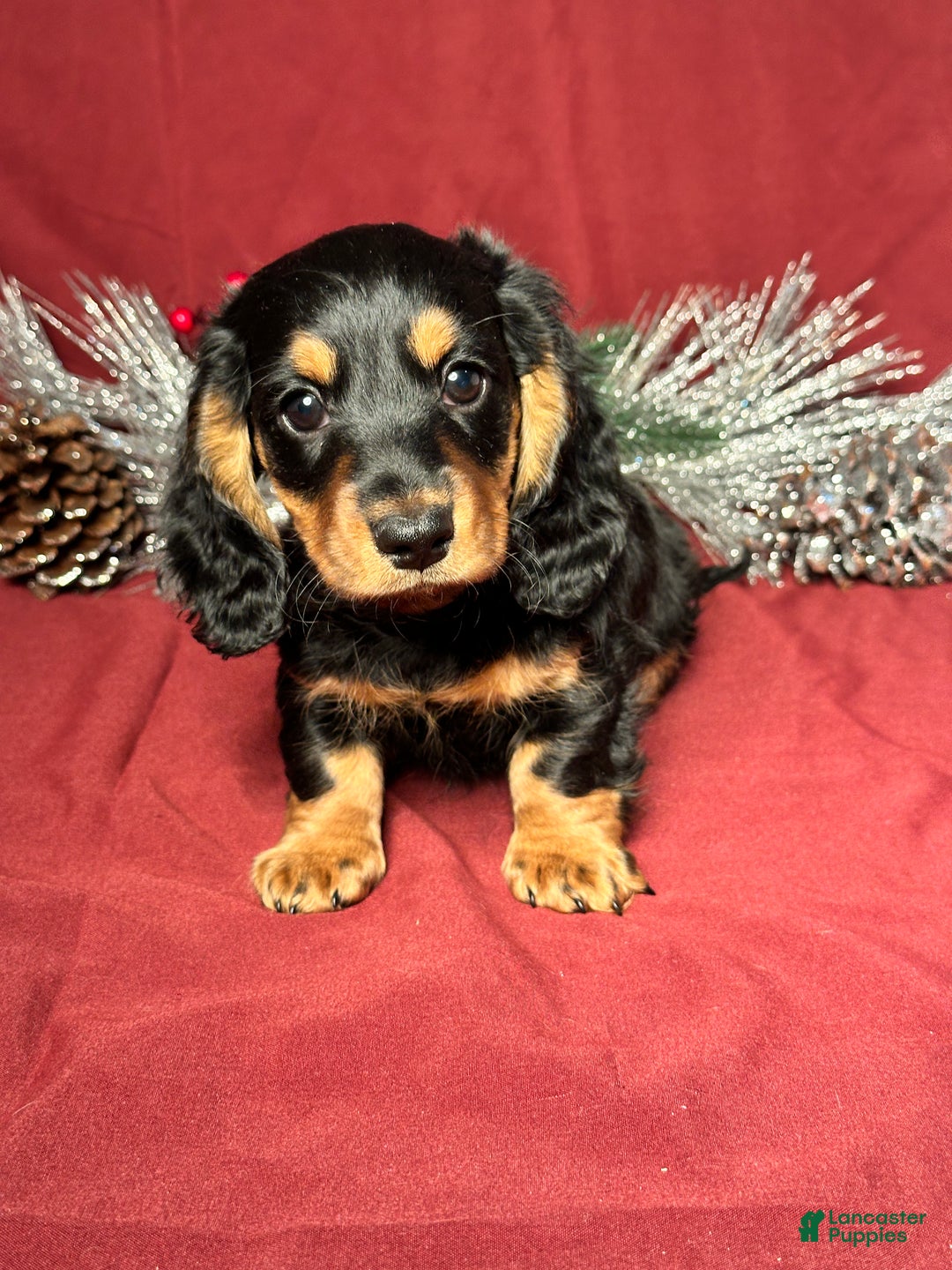 Miniature Dachshund dogs for sale: Brody - Ad 1