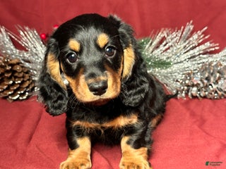 Miniature Dachshund dogs Brody - Ad 15