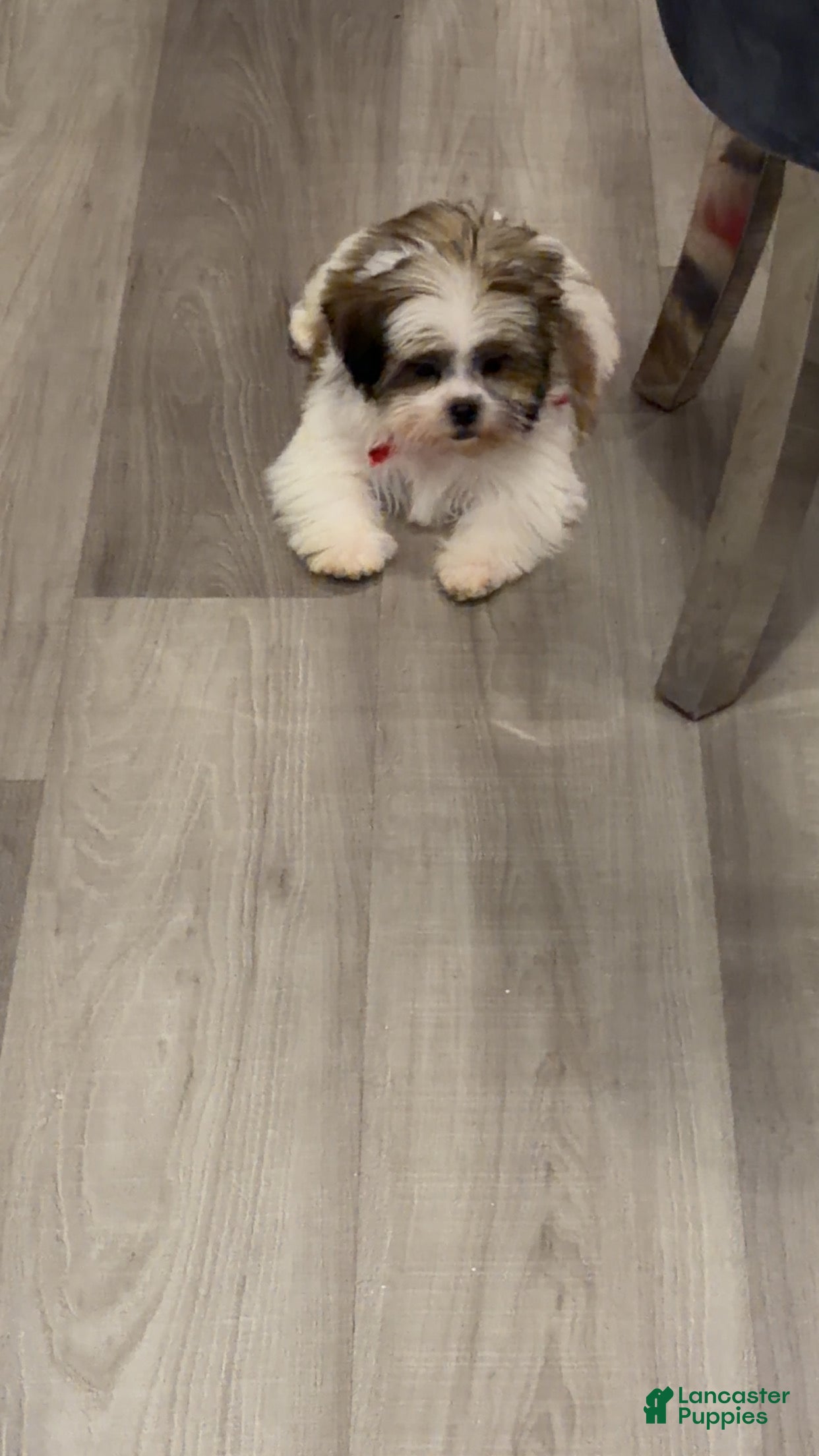 Shih Tzu dogs Bear - Ad 1
