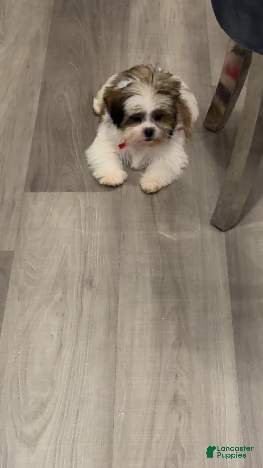 Shih Tzu dogs for sale: Bear - Ad 1