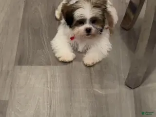 Shih Tzu dogs for sale: Bear - Ad 2