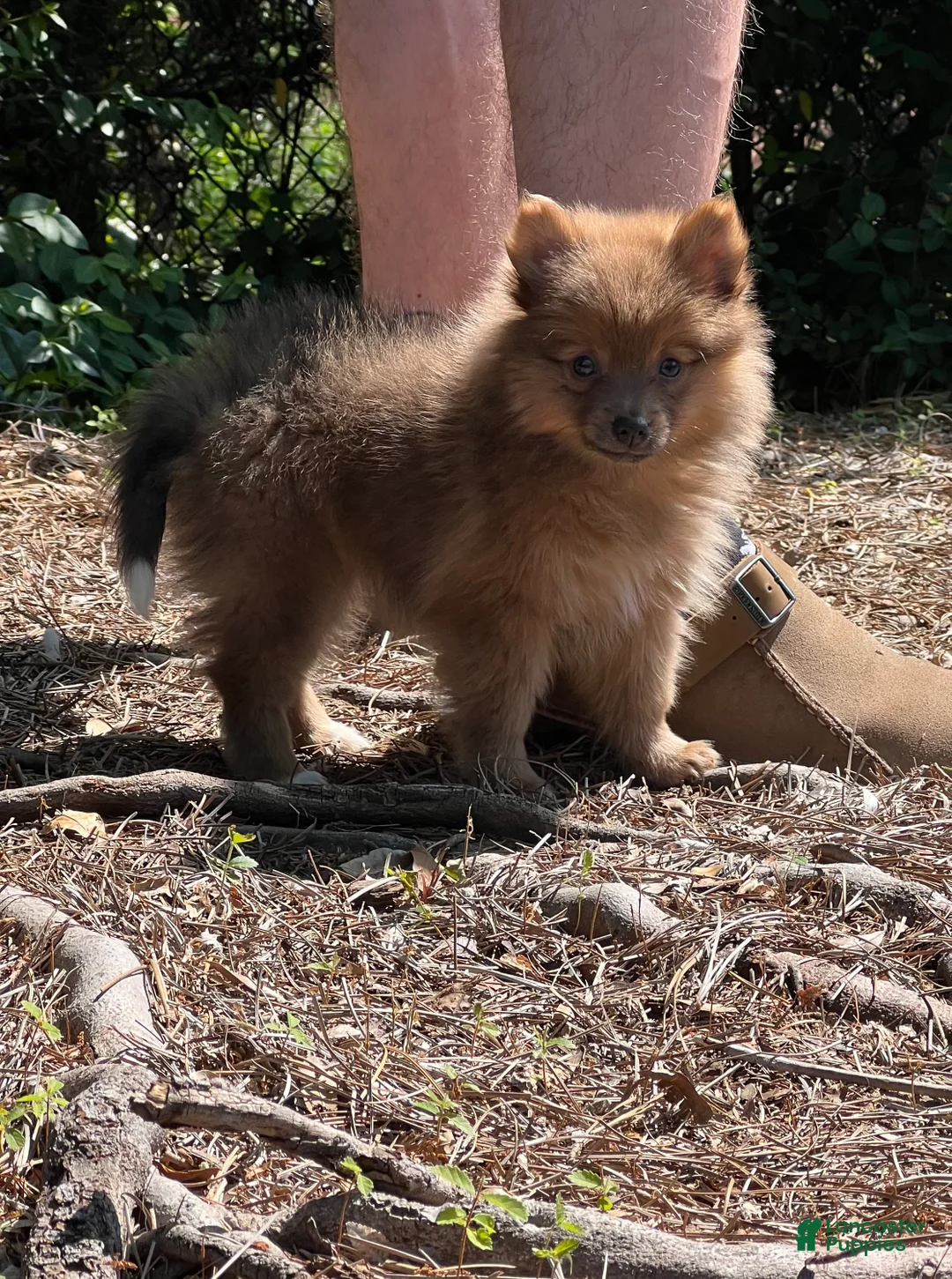 Pomeranian dogs for sale: Poppy - Ad 2