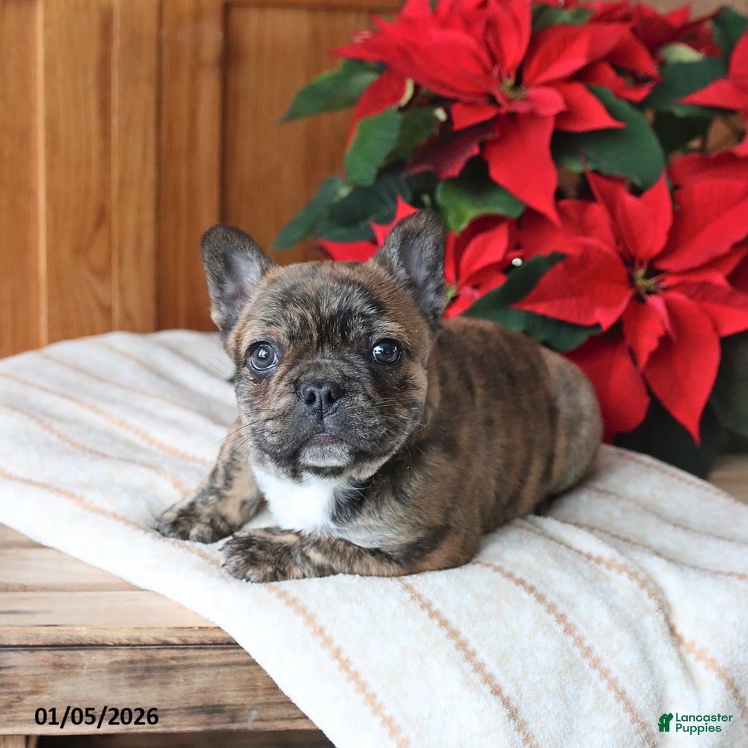 Frenchton dogs for sale: Louie - Ad 5
