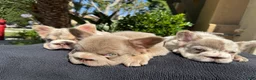 French Bulldog dogs for sale: Gelato  - Ad 1