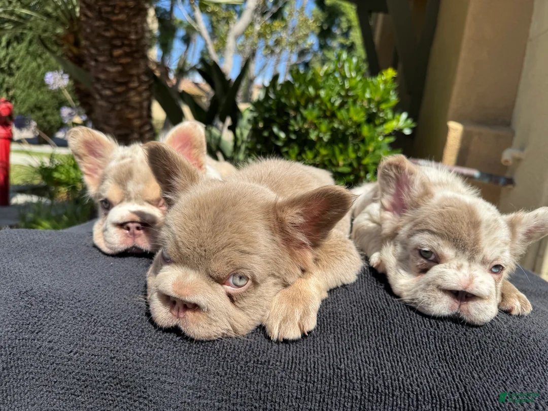 French Bulldog dogs for sale: Gelato  - Ad 1