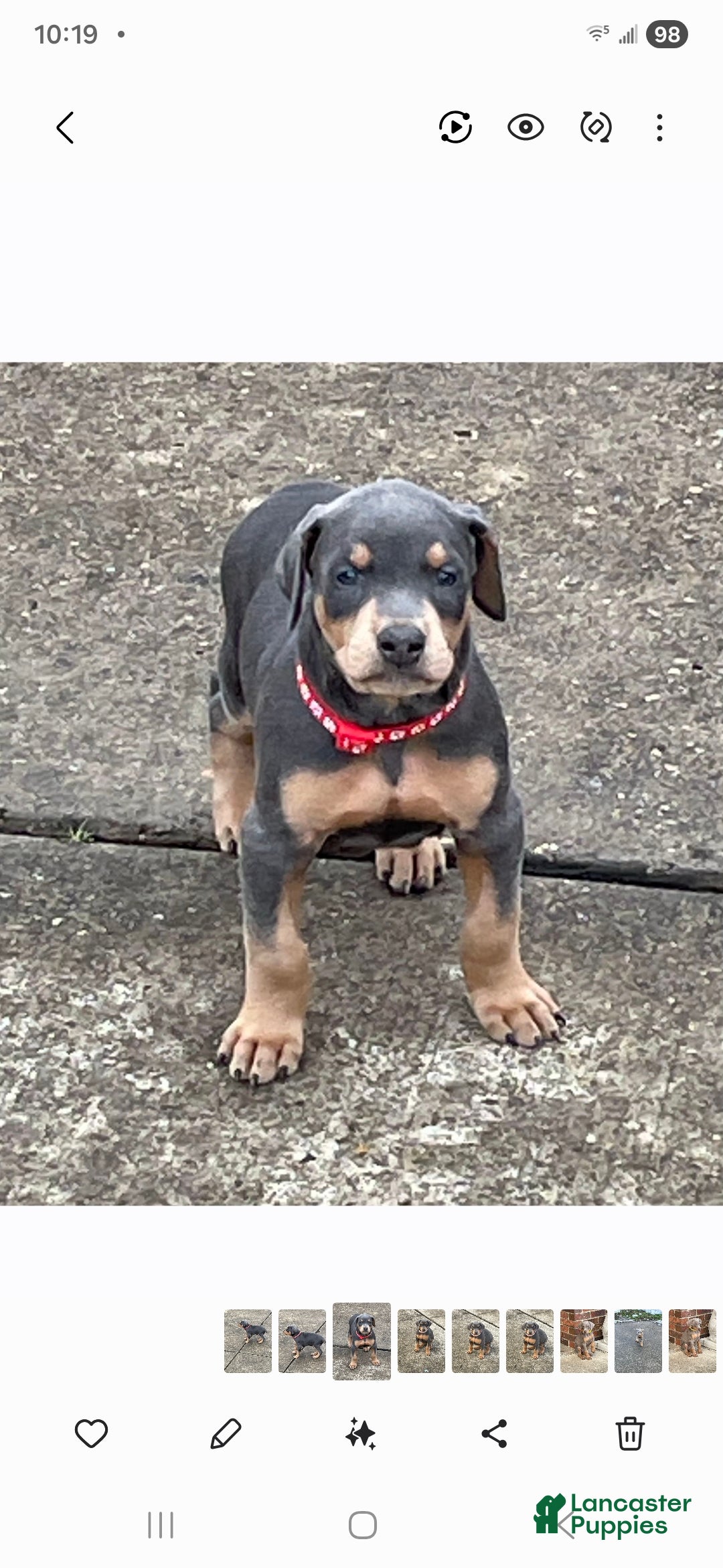 Doberman Pinscher dogs Doberman Pinscher Puppy Hunter - Ad 34