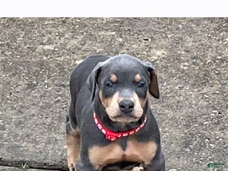 Doberman Pinscher dogs Doberman Pinscher Puppy Hunter - Ad 41