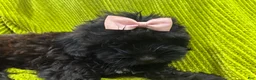 Shih Tzu dogs for sale: Casina  - Ad 1