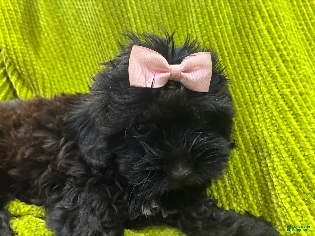 Shih Tzu dogs for sale: Casina  - Ad 1