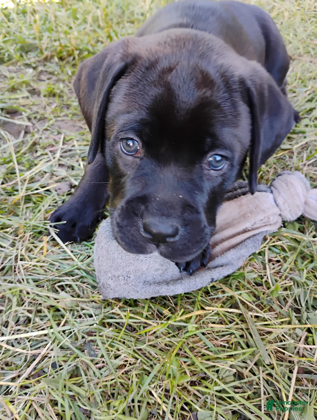 Mixed Breed dogs for sale: Amelia - Ad 2