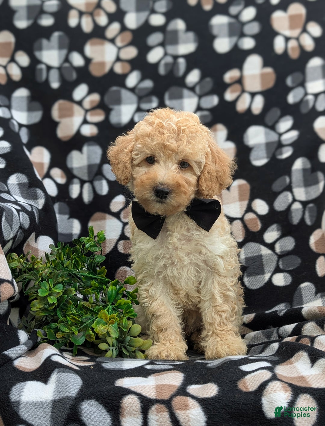 Cockapoo dogs for sale: Moore Hypoallergenic - Ad 23