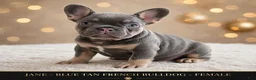 French Bulldog dogs for sale: Jane - Ad 1