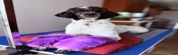 Standard Poodle dogs for sale: Standard Poodle 1 - Ad 6