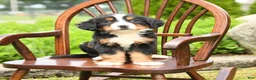 Bernese Mountain Dog dogs for sale: Luxe - Ad 3