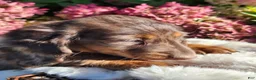 Miniature Dachshund dogs for sale: Espresso  - Ad 10