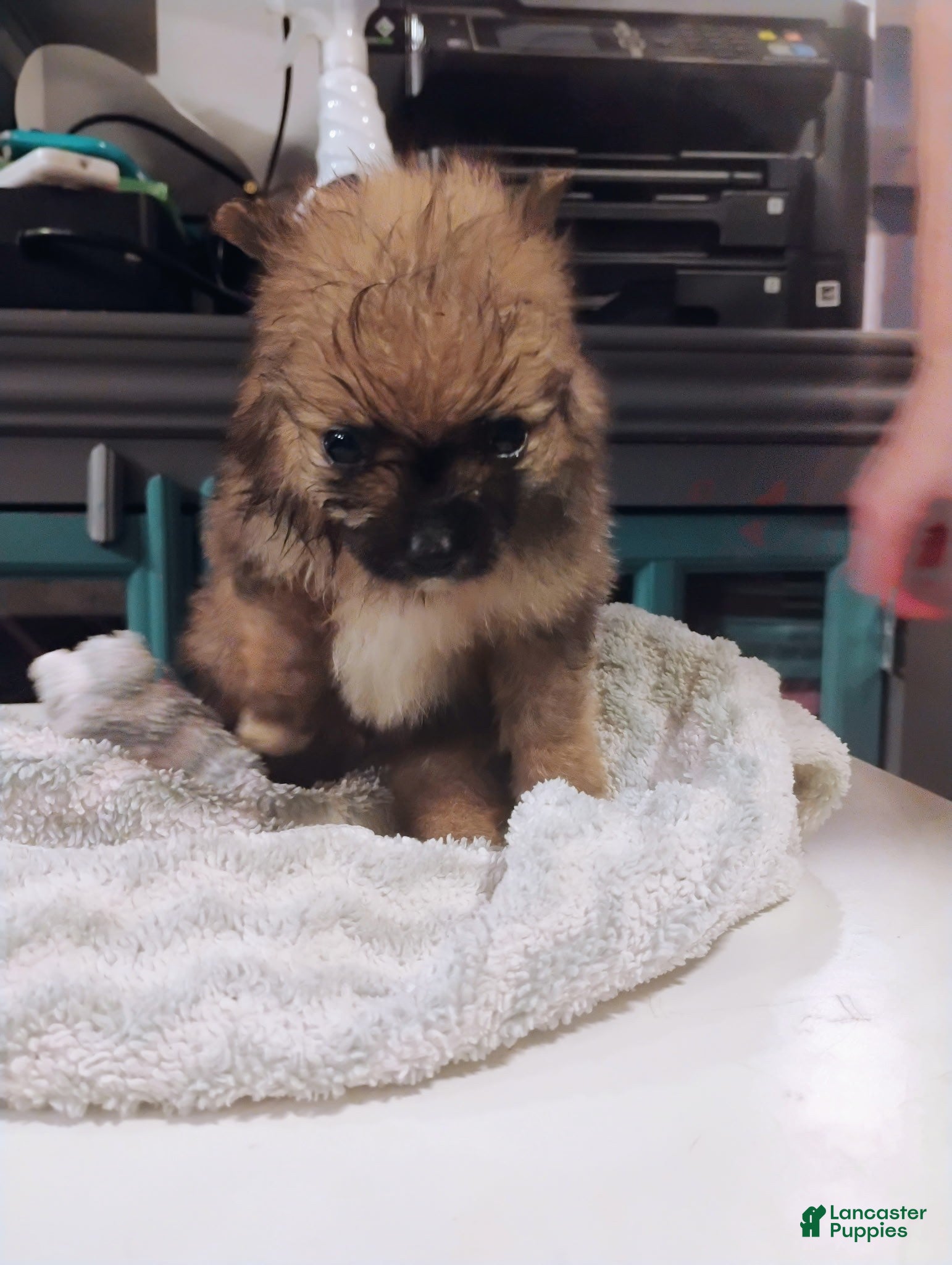 Pomeranian dogs Willow - Ad 18