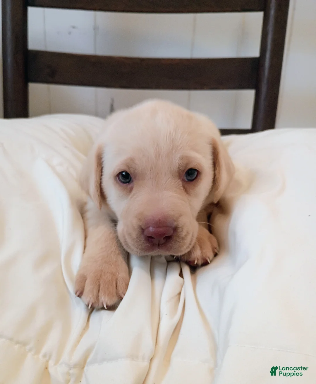 Labrador Retriever dogs for sale: Labrador Retriever Puppy 3 - Ad 2