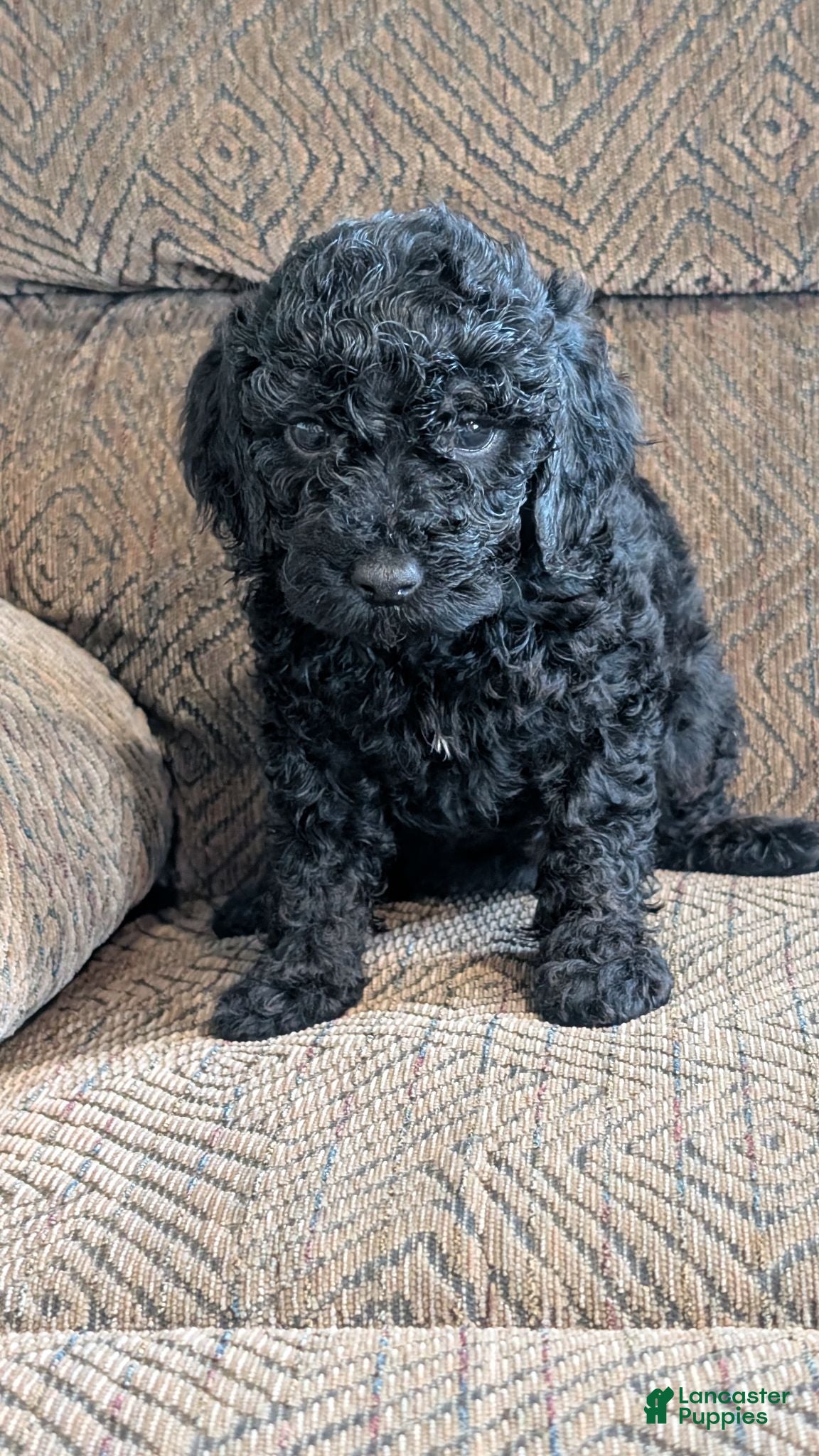 Miniature Poodle dogs Milah - Ad 1