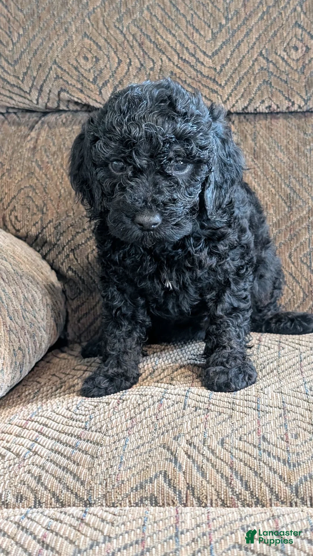 Miniature Poodle dogs for sale: Milah - Ad 1