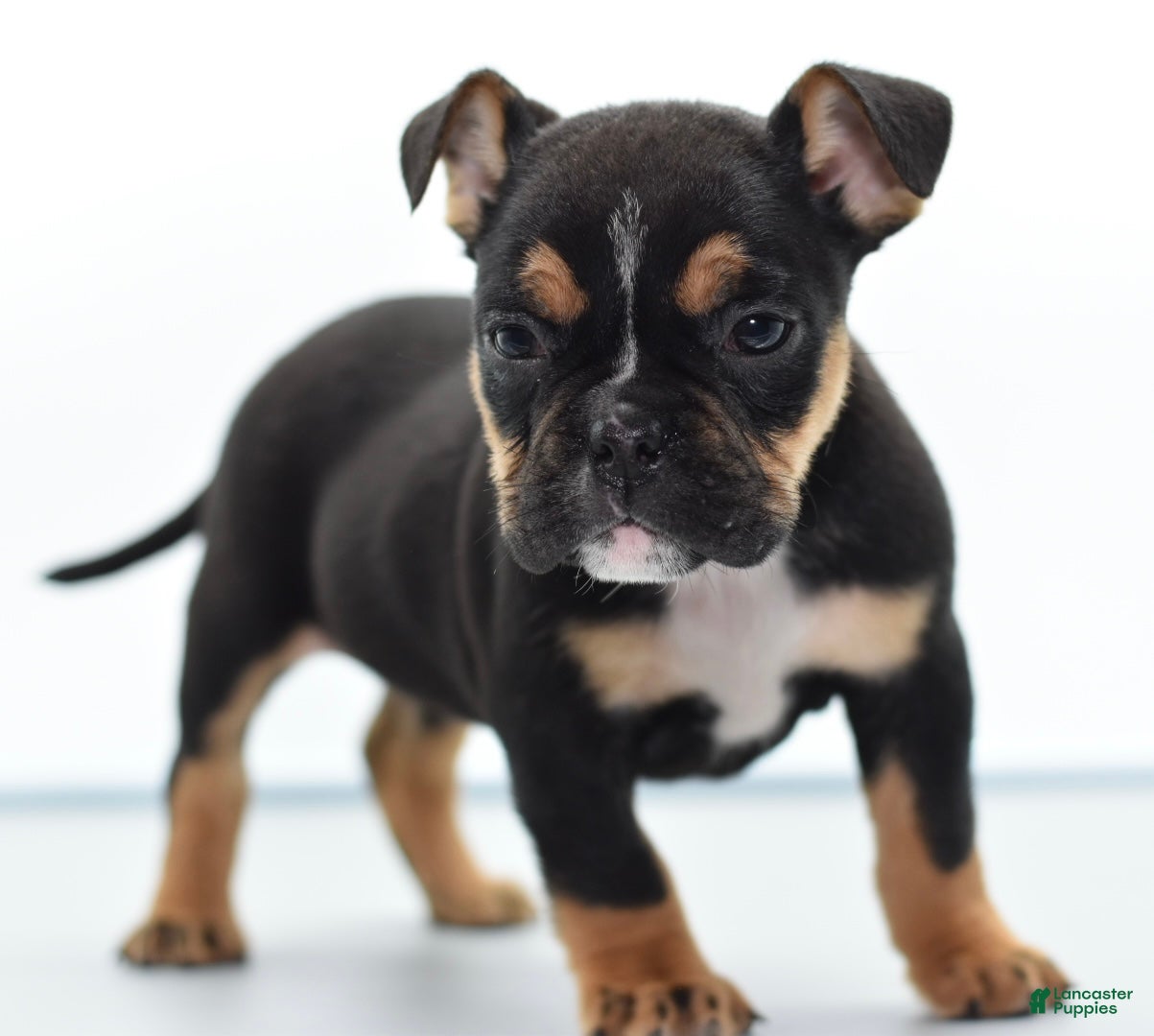 Mixed Breed dogs Savanna Tiny mini bulldog  - Ad 21