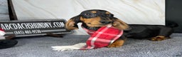 Miniature Dachshund dogs for sale: Ch AKC sire - Ad 7