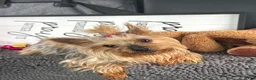 Mixed Breed dogs for sale: Ol Girl Yorkie - Ad 1