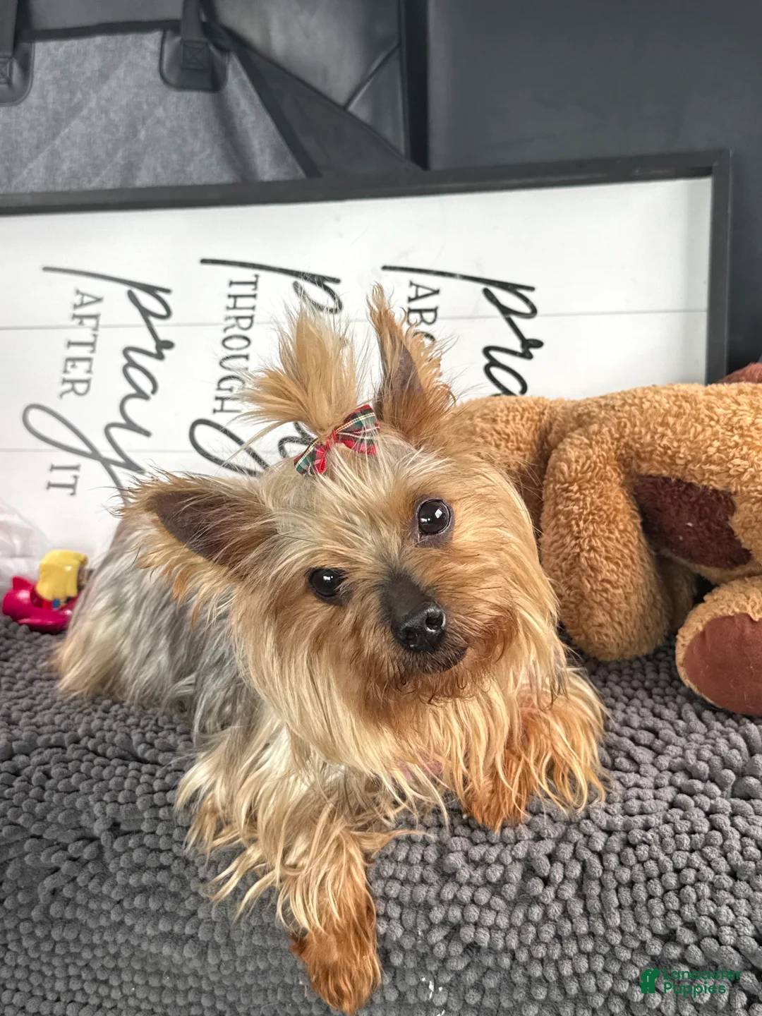 Mixed Breed dogs for sale: Ol Girl Yorkie - Ad 1