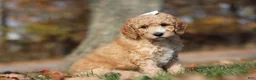 Miniature Poodle dogs for sale: June (AKC) - Ad 3