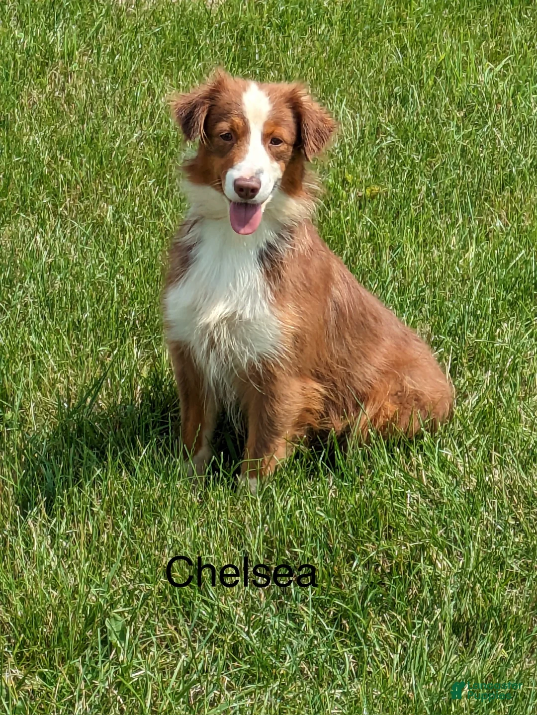 Miniature Australian Shepherd dogs for sale: Maverick  - Ad 9