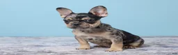 French Bulldog dogs for sale: Buddy Boy - Ad 6