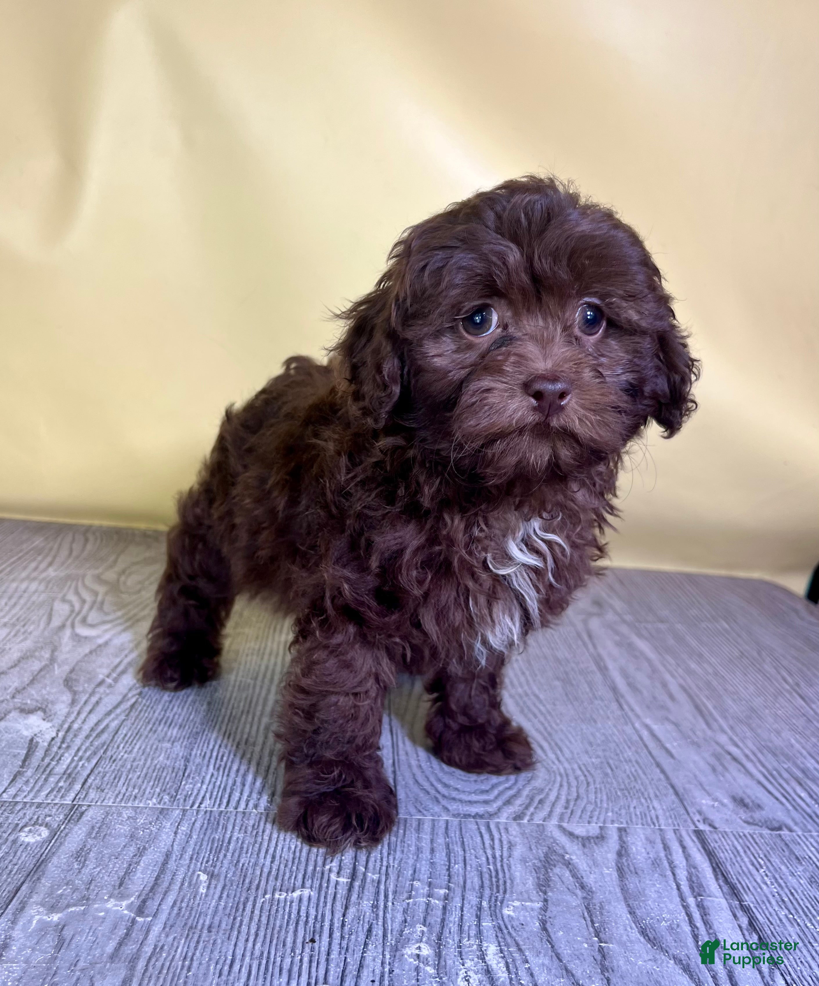 Teddy Bear dogs Muffin - Ad 1