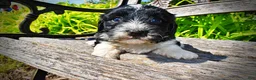 Havapoo dogs for sale: Havapoo Puppy 3 - Ad 5