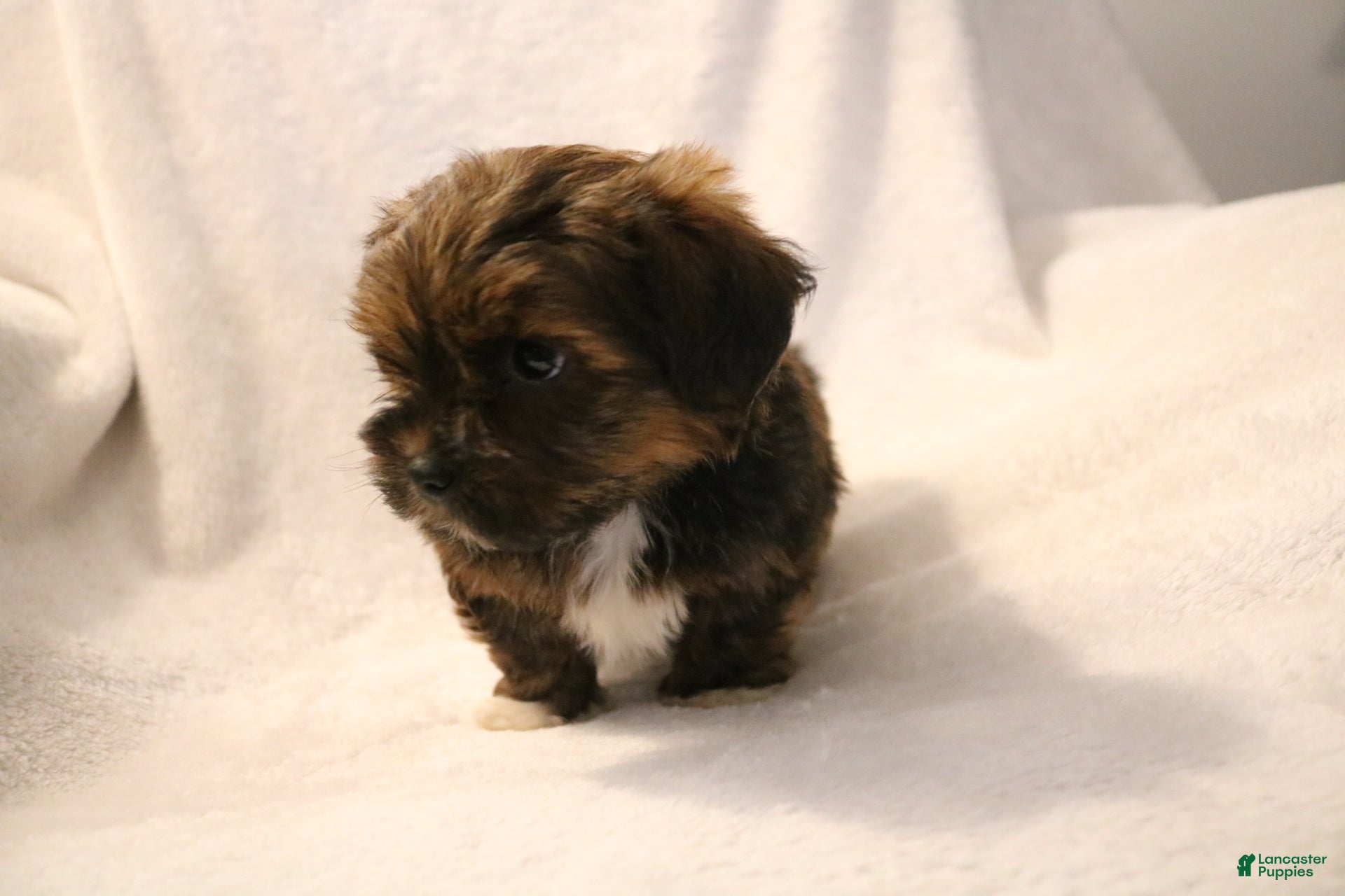 Shorkie dogs Bear - Ad 2