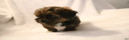 Shorkie dogs for sale: Bear - Ad 2