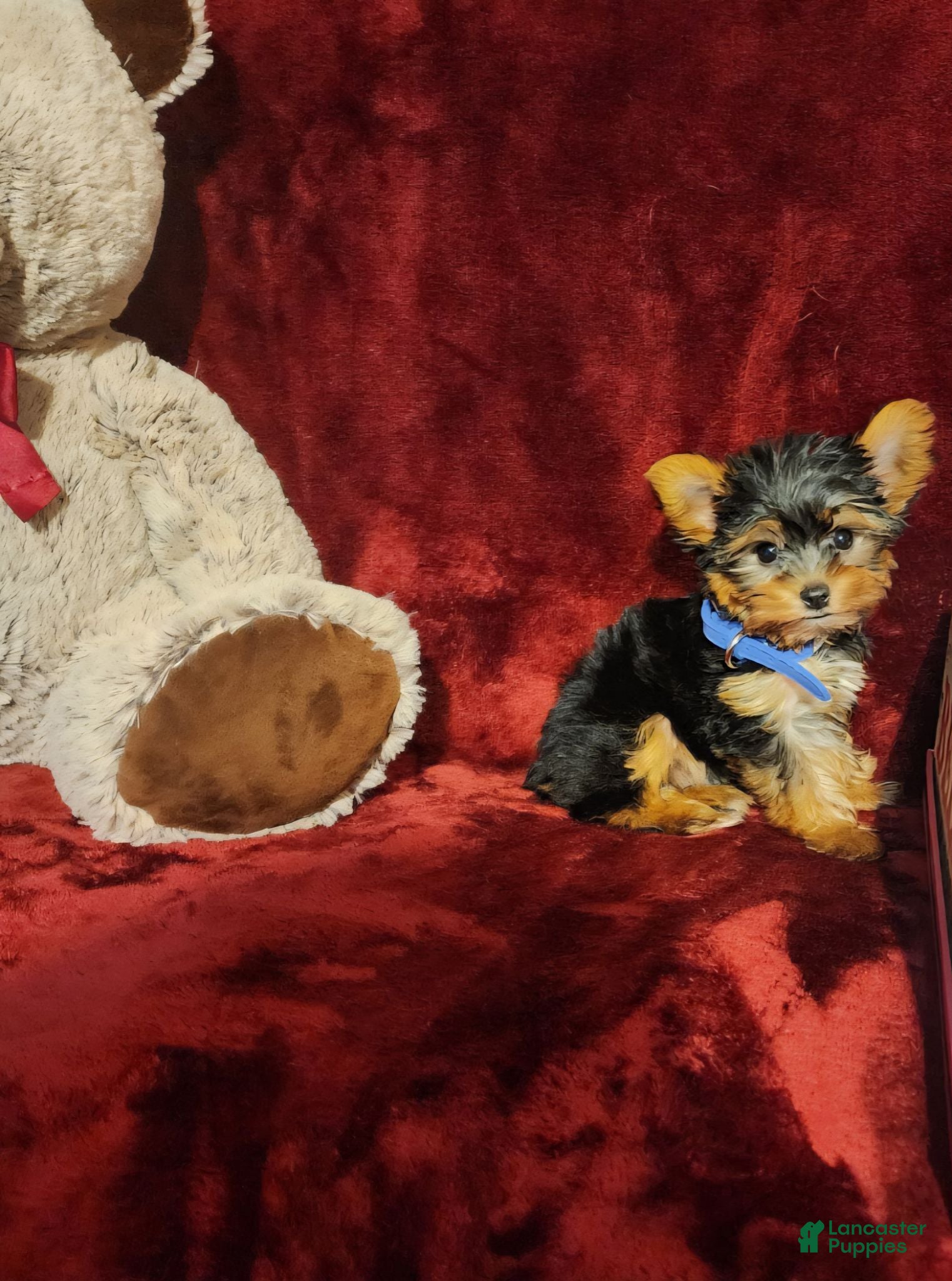 Yorkshire Terrier dogs PEANUT - Ad 23
