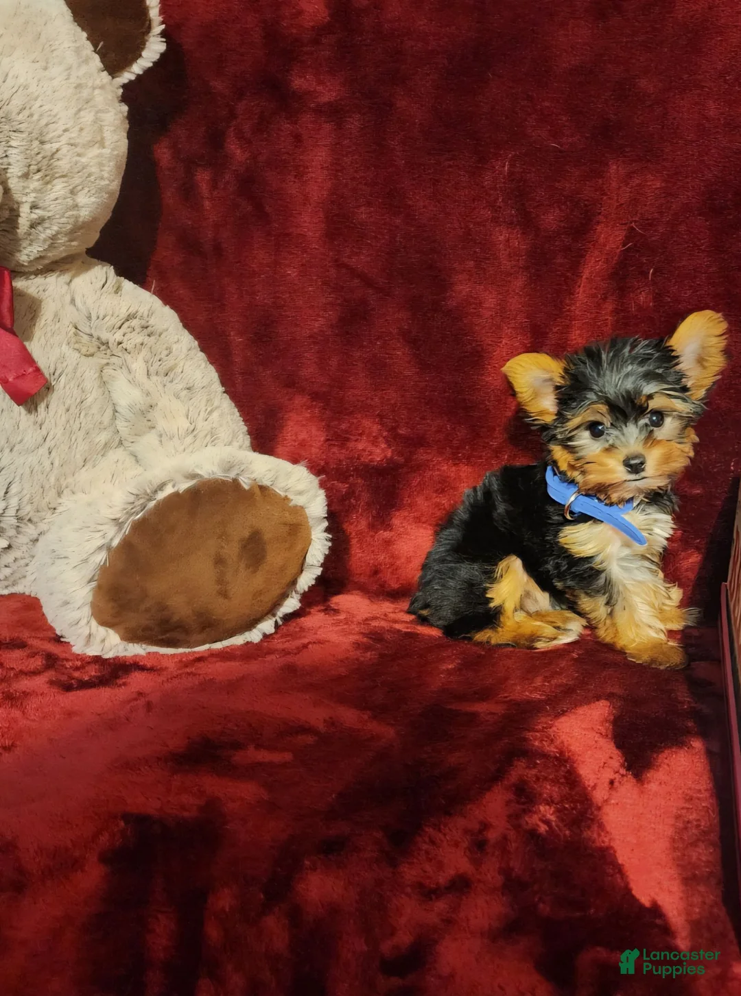 Yorkshire Terrier dogs for sale: PEANUT - Ad 1