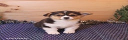 Welsh Corgi Pembroke dogs for sale: Hero - Ad 3