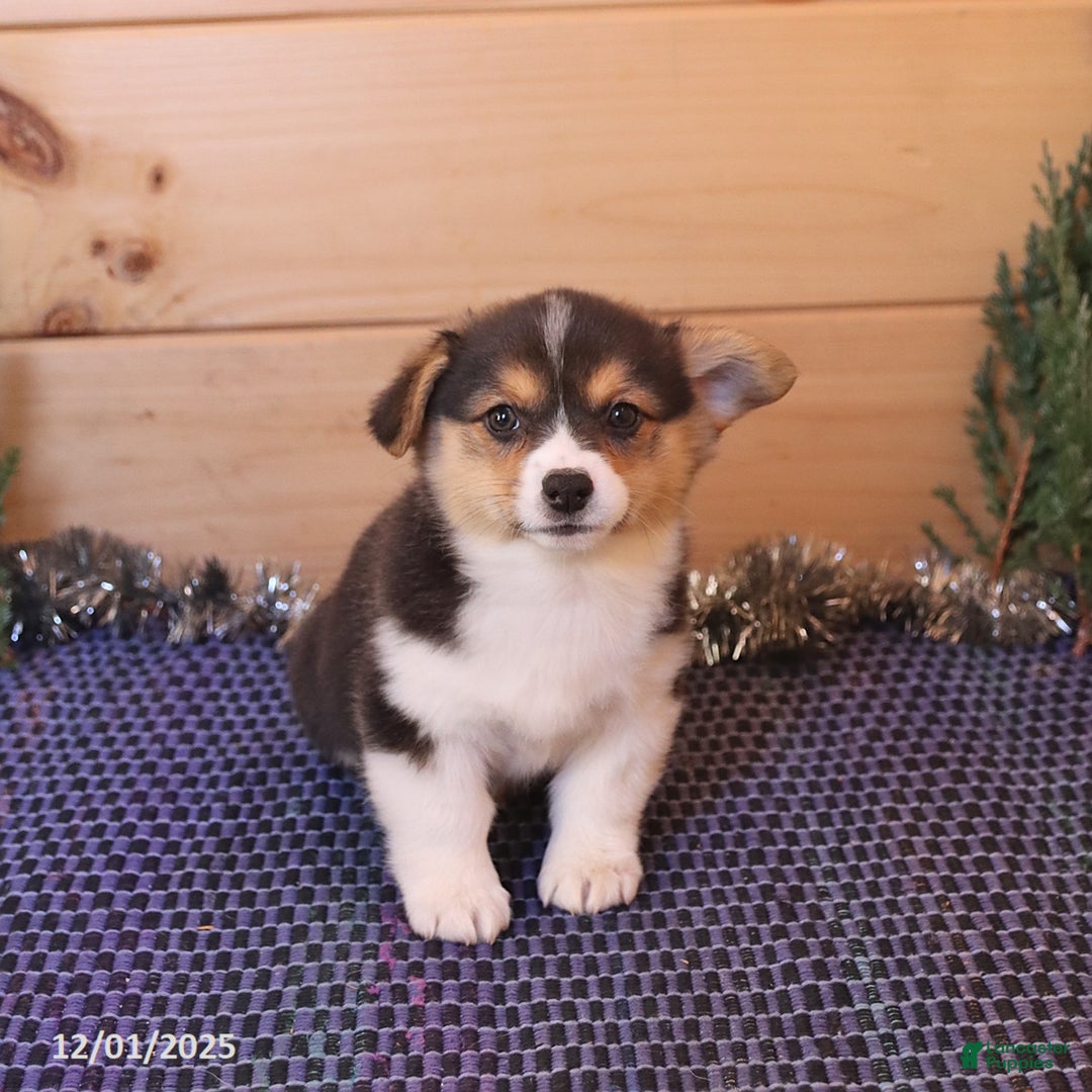 Welsh Corgi Pembroke dogs for sale: Hero - Ad 3