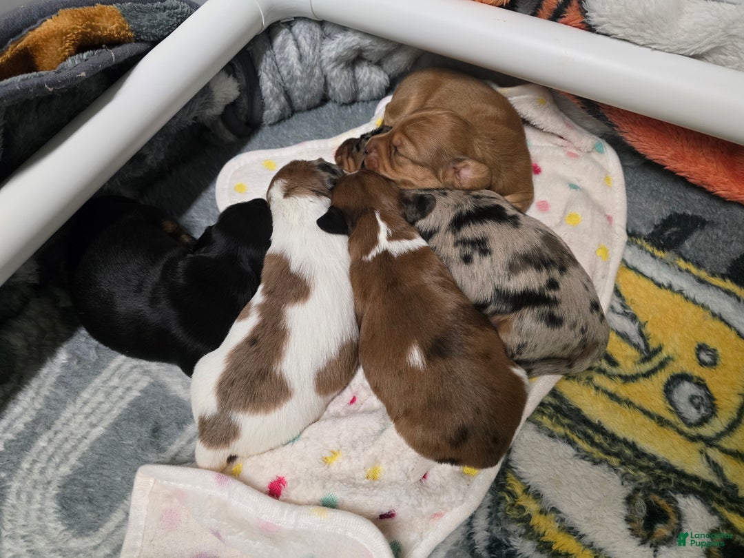 Miniature Dachshund dogs for sale: FeeFee - Ad 15