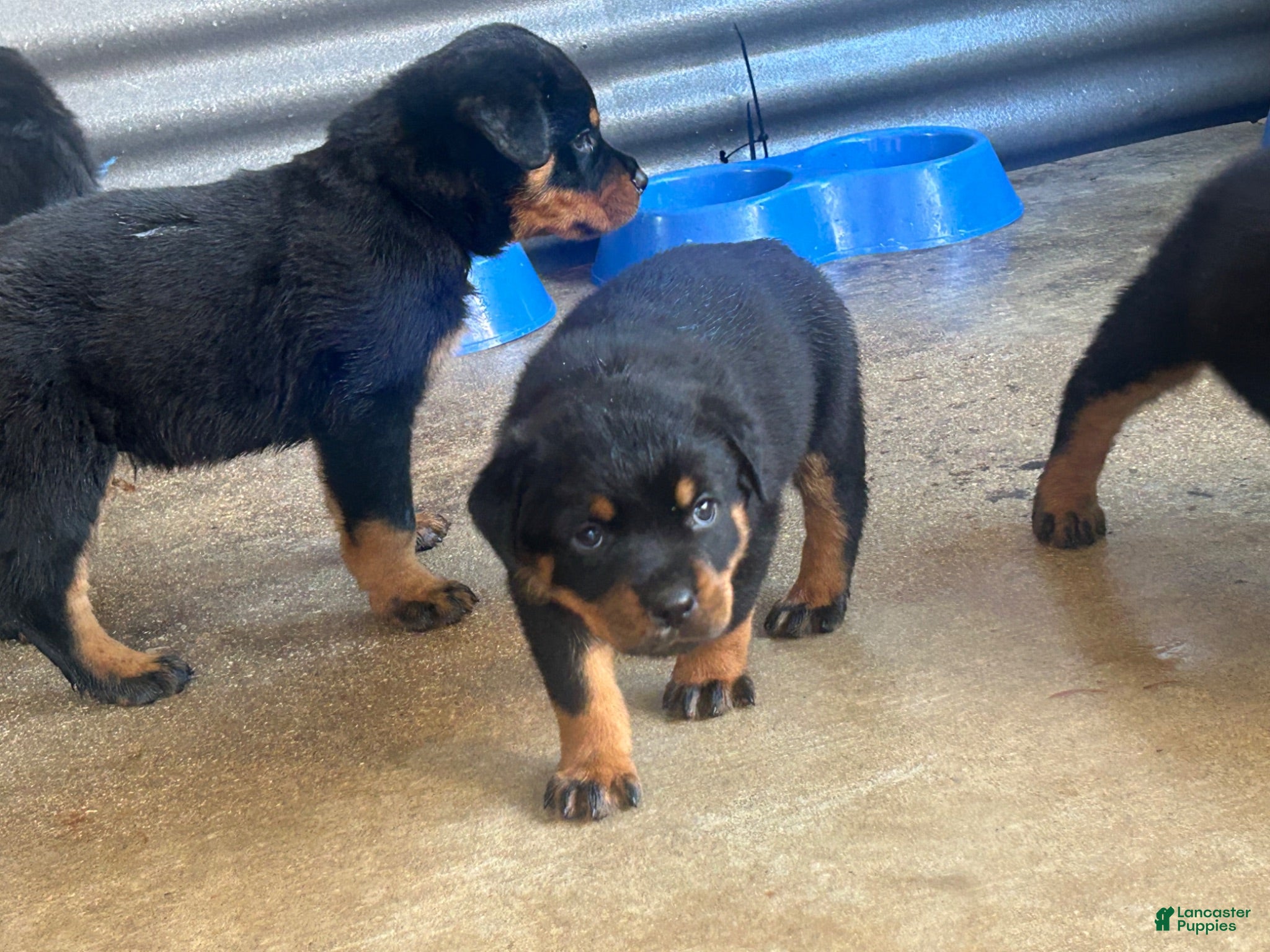 Rottweiler dogs Rottweiler 2 - Ad 1