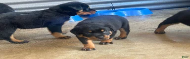 Rottweiler 2