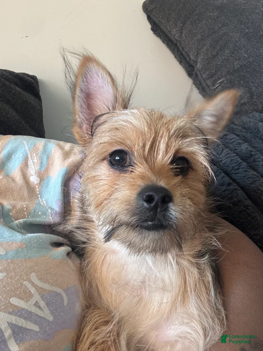 Shorkie dogs for sale: Huncho - Ad 1