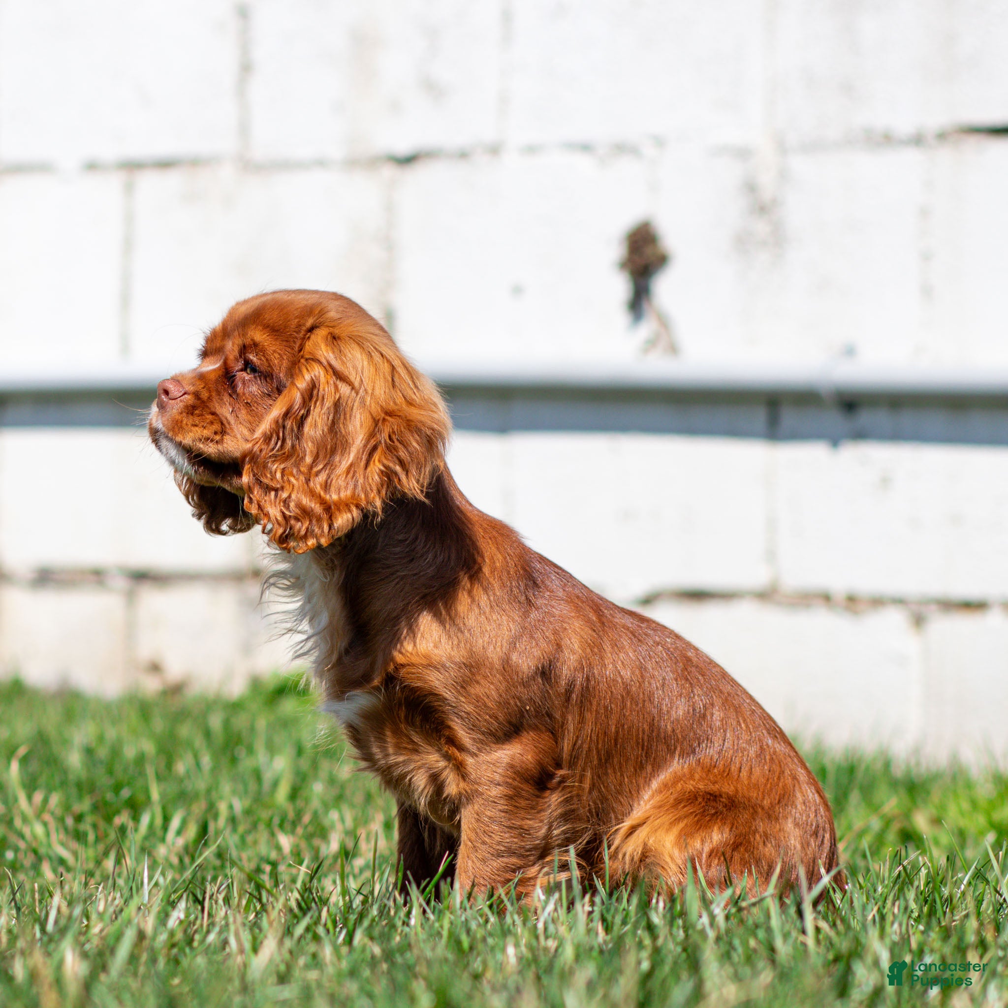 Cavalier King Charles Spaniel dogs Colsen - Ad 2