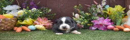 Australian Shepherd dogs for sale: Grumpy 1 blue 1 brown eye - Ad 4
