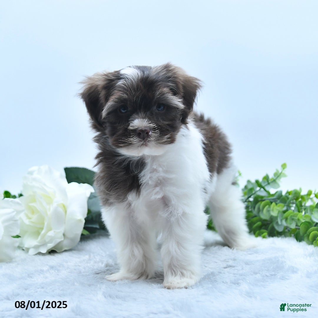 Rehoming Havanese Dogs For Adoption Near Me White Havanese