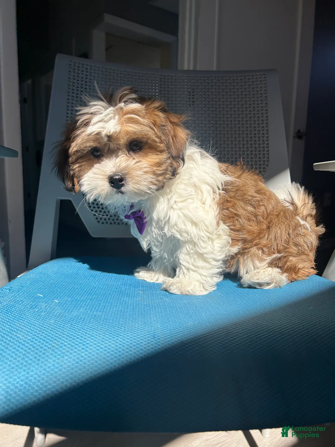 Malshi dogs for sale: Malshi Puppy 1 - Ad 3