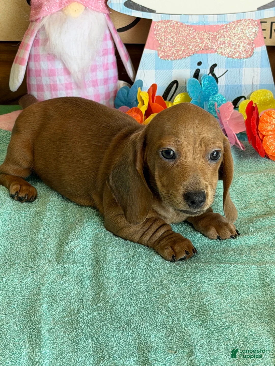 Dachshund dogs for sale: Melba - Ad 2