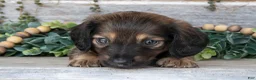 Miniature Dachshund dogs for sale: Tristian - Ad 3